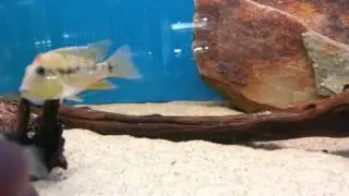 FANTASY AQUATICS - Geophagus Steindachneri (Red Hump) Paired couple pre-spawn