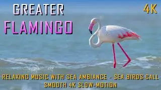Greater Flamingo, CALL-HABIT-HABITAT-FOOD,  Relaxing music, 4k Slow-motion, 4k #rahul_chakraborty