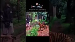 These tigers are crazy.  #darknature #mindblowing #mysterious #naturalcalamity #earth #disaster