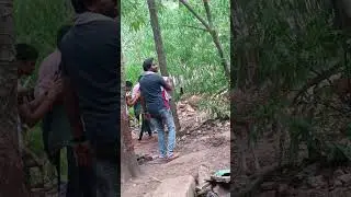 alipiri steps/way to tirumala/ deers