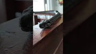 Boa Sigma!