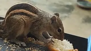 🐿️☝️#CUTE SQUIRREL EADING FOOD 🐿️#skyfire #shortsfeet#tringvideo#youtubevideo#viralvideo#viralvideo 