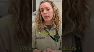 Part 3 of Luna&rsquo;s rescue story 🐅 #shortsfeed
