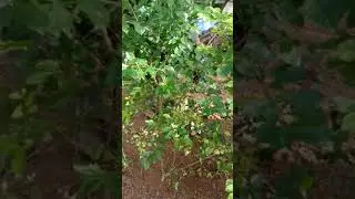 #shorts #pigeonberry