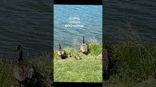 Geese and Babies 🦆🐣 | Learn Russian Animal Vocabulary #russianvocabulary #speakrussian