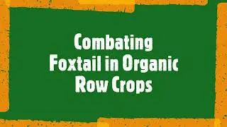 Combating Foxtail in Organic Row Crops