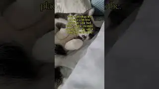 #cutecatshorts #meowmeowapp #cute #cutecat #bestmeow #catlover #cutepet #catcute