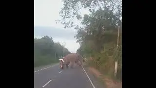 Motorcycle girl  vs wild elephant | Amazing Moment | wildlife | バイクの女の子と野生のゾウ | Aniamaux #shorts