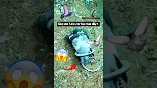 Saap ne Kabutar ko mar diya 😱🐍#petlover #pigeon #snake #kabutar #minivlog #kabutarbazi #shorts