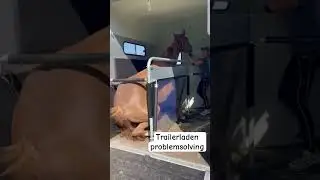 Trailer laden. Oplossing op mijn kanaal! #lovemysubscribers #horsetrainer #paard #horsemanship