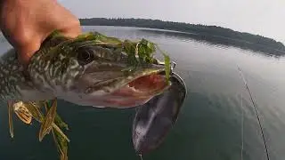 Trolling Massive Cabbage weed beds in Canada ...