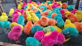 Funny Colorful Baby Chicks Making Cute Sounds 🐥🌈 Adorable Rainbow Chicks Chirping &ndash; Funny Chicken