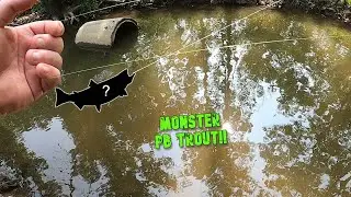 I Caught the BIGGEST TROUT of my LIFE!!! (Hidden Gem Trout Stream!!)