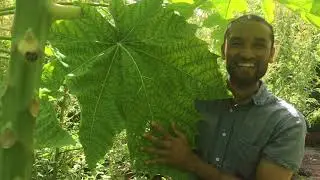 A Tour of an Amazing Tropical Urban Food Forest! Part 1