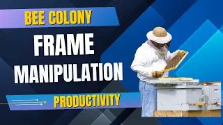 Hive Tips: Boost Comb Building with Frame Manipulation!