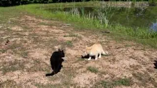 EPIC CAT FIGHT AND A DUCK