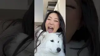 The most expensive dog play date