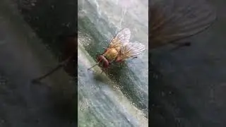 The Golden ❤️ Yellow Dung Flies #shorts #likes #flies