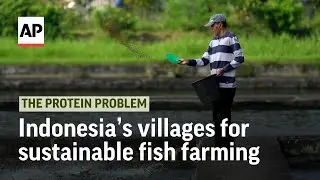 Indonesia 's experiment to create villages for sustainable fish farming | The Protein Problem