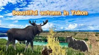 Beautiful Autumn in the Yukon!