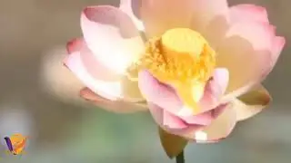 Chal sakhi chal kariye yamuna na pan   चाल सखी चाल करिए यमुना ना पान   यमुनाजी ना पद