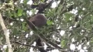 Redbellied lemur (Eulemur rubriventer) playing in rainforest at Tsinjoarivo