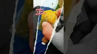 🎣Bombetta PVA fai da te: Carpe da Record! #fishing #pesca #carpfishing