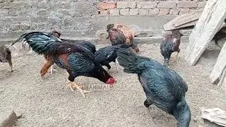 aseel murgi farming/aseel hen farming in pakistan,