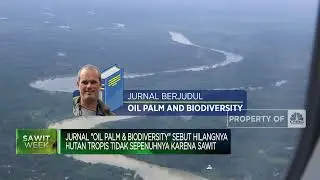 Mengapa Sawit Erat Kaitannya Dengan Isu Deforestasi?