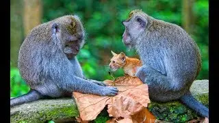 Funny Monkeys Play With Cats Compilation