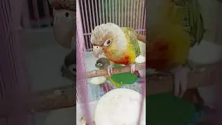 #talkingparrot #parrot #birds #cute #talkingparot #funny