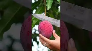 Cutting a Dewy Red Mango Straight from the Tree | So Satisfying!