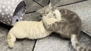 Kitten Terrorizes Cat