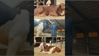 Small bachra Business idea in Pakistan | Feasibility by Hassam Farming