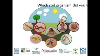In Soil Conversation: Your favourite soil organism