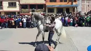 Walter Quishpe domador de caballos de alta escuela