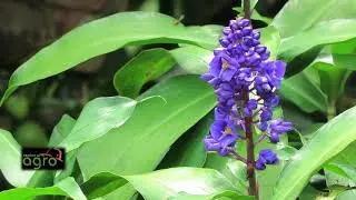 Dichorisandra reginae (Flor Morada)