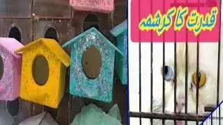 Pet market in Lahore Pakistan (Laali Mamu vlog)