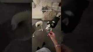 Husky Song Pt.1 (Resampling turned to Husky song) 