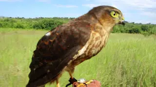 #accipiter  Striatus (torzuelo) Primeros Lances #cetreria   #falconry #gavilan #Cetrero Argentino