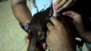 ears posting (pocket problem)