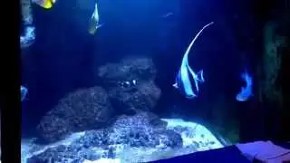 Moorish idol with my Kessil 360WE Tuna Blue Led light in 1080p.