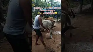 💥morning routine video 📸🌾#villagelife #ganeshjeevaamma #ganeshavlog #cow #minivlog #shortvideo #vlg