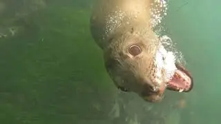 Free Diving with Sea Lions and Seals San Diego / Apn&eacute;e avec les otaries de San Diego