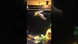 Fish #shrots