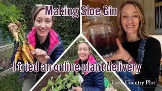 Planting out cabbage plug plants on my allotment and making sloe gin | UK Allotment Gardening