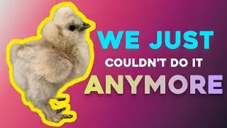 It Was Just Too Overwhelming 😟  | Silkie Chickens | Backyard Chickens