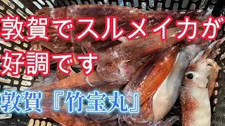 【敦賀スルメタル・タルイカジギング】福井県敦賀色浜から『竹宝丸』さんでタルイカジギングにチャレンジしてきました。