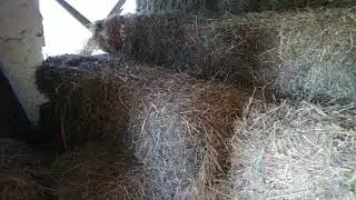 Alimentația și curățenia ,2 criterii de baza in creșterea iepurilor!