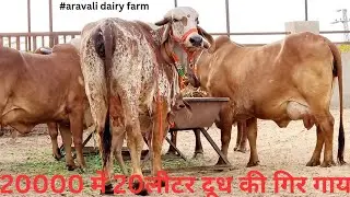 20000 me gir cow 20 liter par day milk aravali dairy farm aamir pathan 9414745465